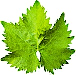 Vine Leaves Extra 0.5 kg